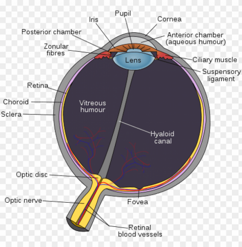 parts of eye color PNG images with alpha transparency wide selection