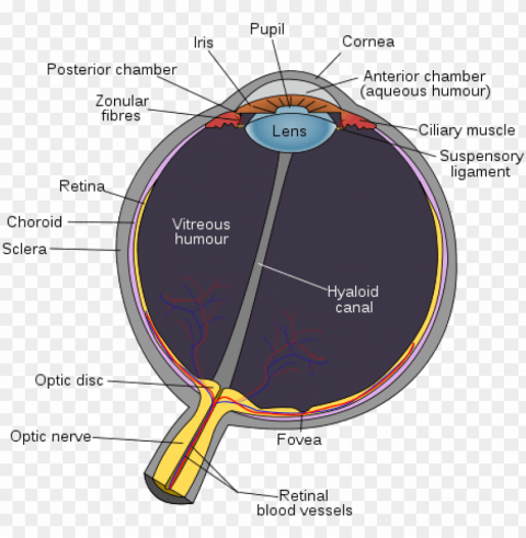 Parts Of Eye Color PNG Images With Alpha Transparency Wide Selection