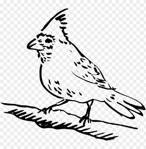 picture of bird perched PNG images with no royalties