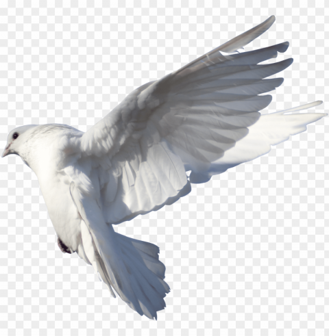 pigeon fly hd Transparent Background Isolated PNG Character