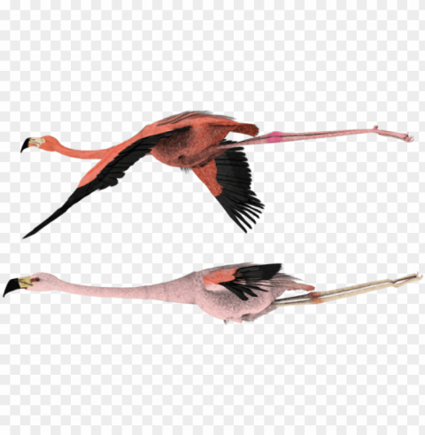 pink flamingos flying Isolated PNG Element with Clear Transparency