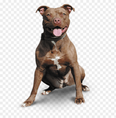 pitbull PNG graphics with alpha transparency broad collection