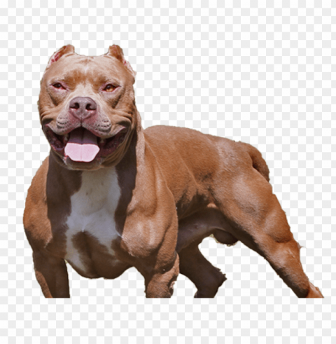 pitbull Isolated Icon in HighQuality Transparent PNG