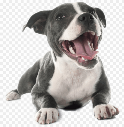 pitbull Isolated Icon in Transparent PNG Format