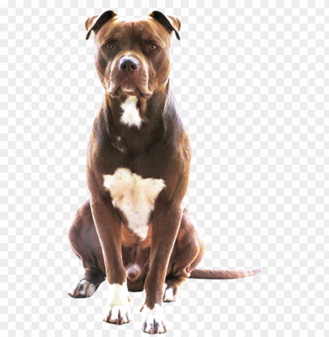 pitbull Isolated Icon on Transparent Background PNG
