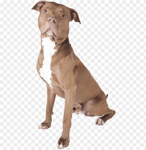 pitbull Isolated Icon on Transparent PNG