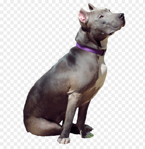 pitbull Isolated Icon with Clear Background PNG