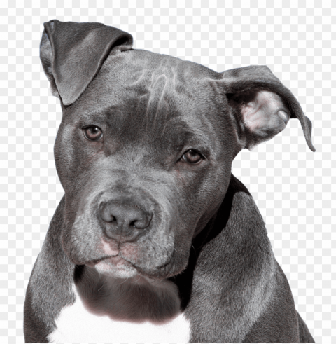 pitbull Isolated Illustration in HighQuality Transparent PNG