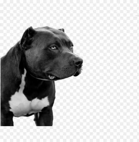 pitbull Isolated Illustration in Transparent PNG