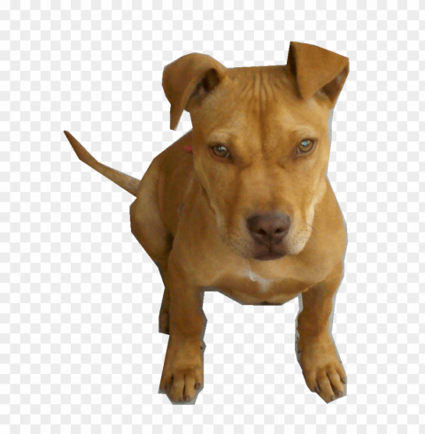 pitbull Isolated Illustration on Transparent PNG