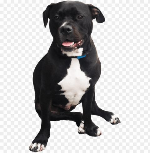 pitbull Isolated Illustration with Clear Background PNG