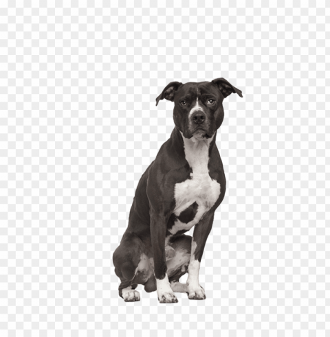 pitbull Isolated Item in HighQuality Transparent PNG
