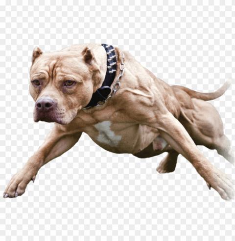 pitbull Isolated Item on Clear Background PNG