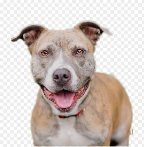 pitbull Isolated Item on HighQuality PNG