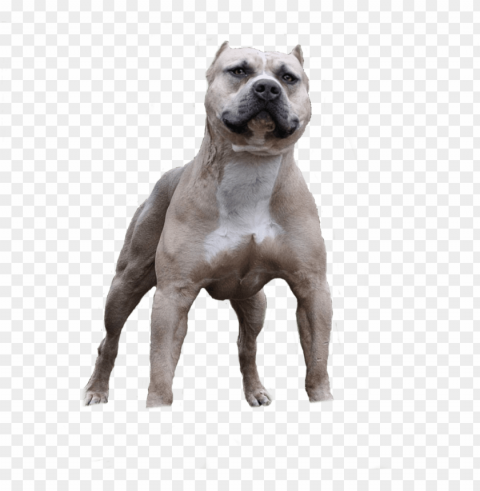 pitbull Isolated Item with HighResolution Transparent PNG