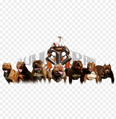 pitbull Isolated Object on Transparent Background in PNG