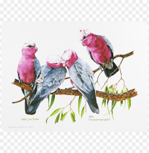 placemats cork backed set of 6 birds PNG objects
