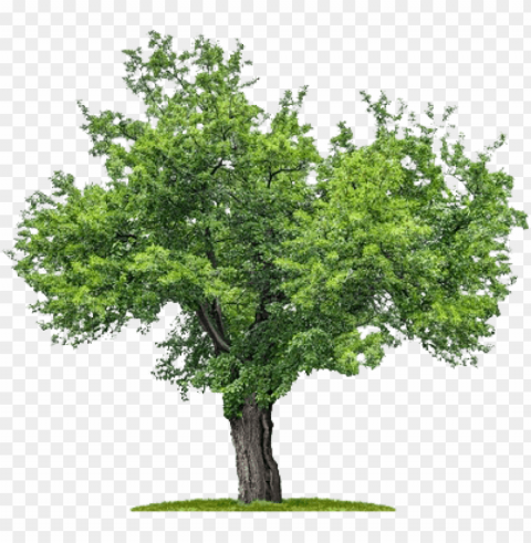 Plan Trees - Mulberry Tree PNG Images With Clear Background