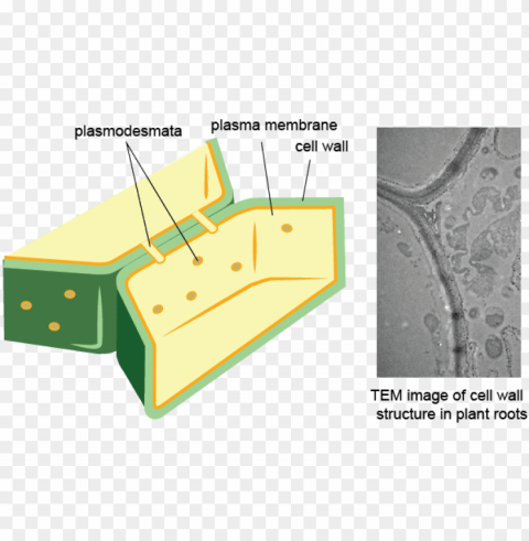 plant cell membrane and wall PNG for educational use PNG transparent with Clear Background ID 342ed936