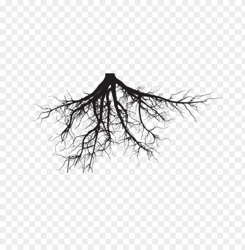 plant roots PNG with transparent bg
