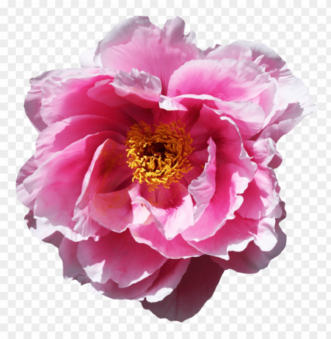  Flowers Isolated Graphic With Transparent Background PNG