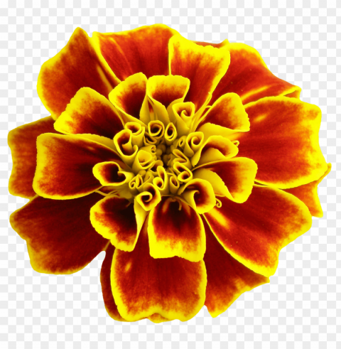  Flowers Isolated Item On Transparent PNG