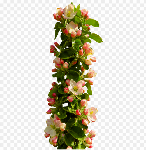  Transparent Flowers Isolated Object With Transparency In PNG