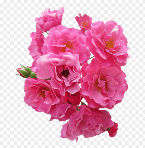  Flowers Transparent Background PNG Isolated Item