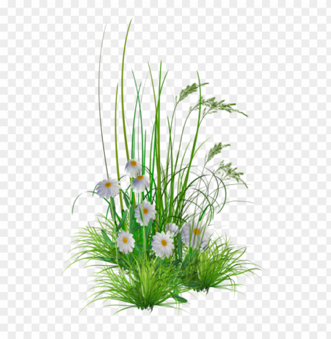  Flowers Transparent Background PNG Stock