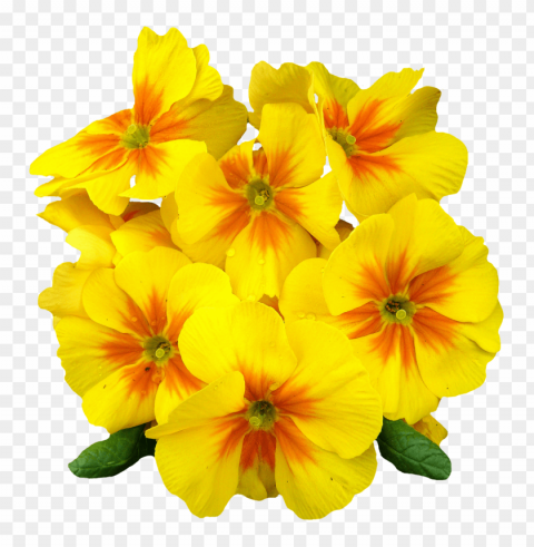  Flowers Transparent Cutout PNG Isolated Element