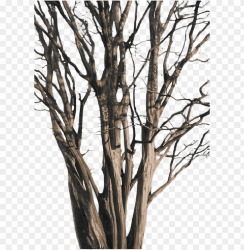 tree branch PNG with Transparency and Isolation PNG transparent with Clear Background ID 4a7b2d45