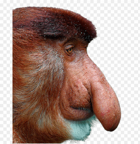 Proboscis Monkey Transparent Cutout PNG Isolated Element