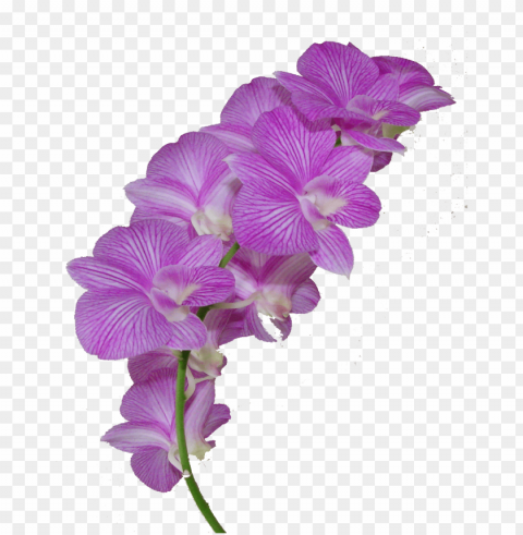 purple flower crown Transparent Background Isolated PNG Character