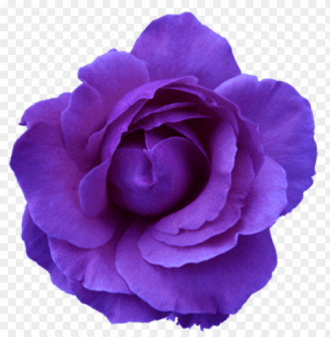 Purple Flower Transparency Isolated Illustration In Transparent PNG