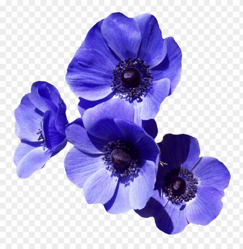 purple flower transparency Isolated Item in Transparent PNG Format