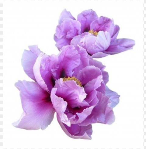 purple flower transparency Isolated Item on HighResolution Transparent PNG