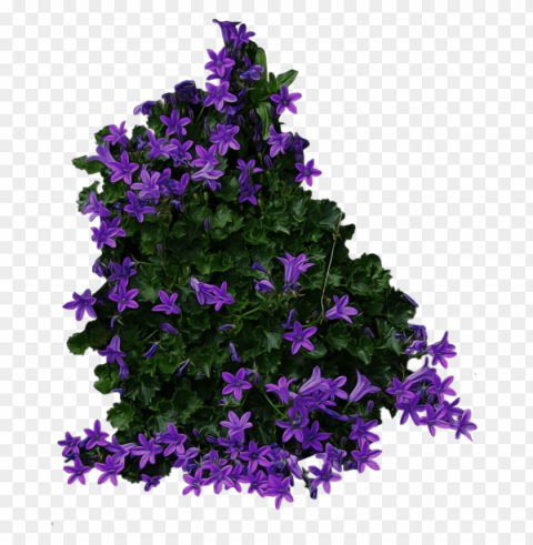 purple flower transparency Isolated Item on Transparent PNG Format