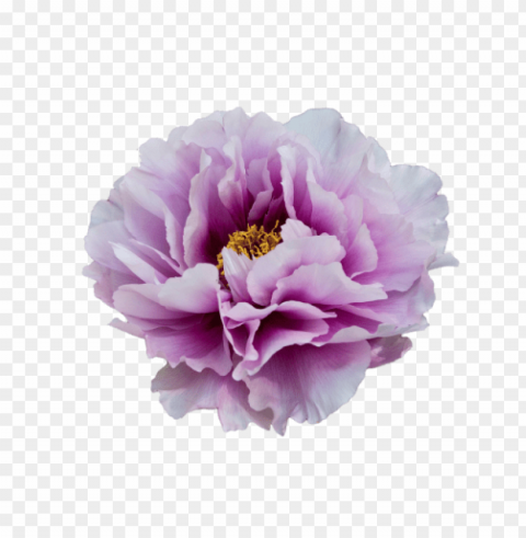 purple flower transparency Isolated Item with HighResolution Transparent PNG