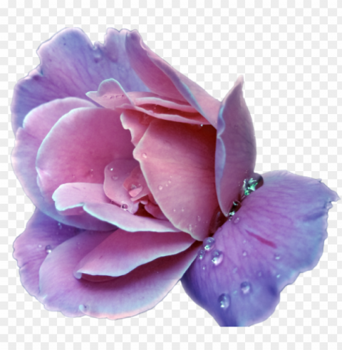 Purple Flower Transparency Isolated Object In HighQuality Transparent PNG