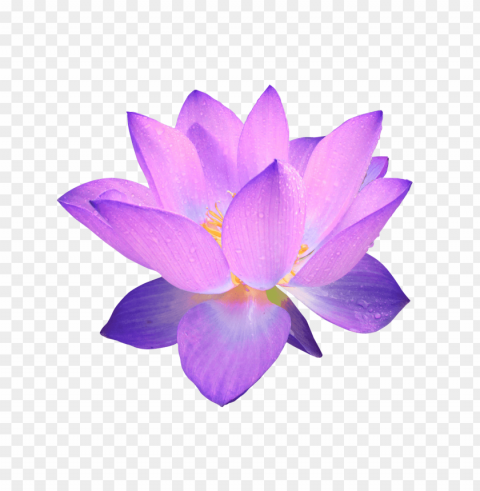 purple flower transparency Isolated Object on Clear Background PNG