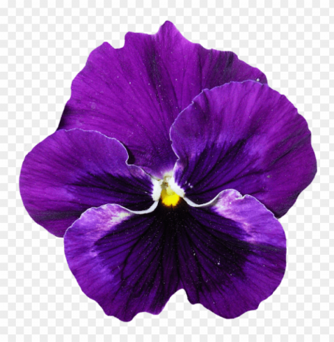purple flower transparency PNG file without watermark