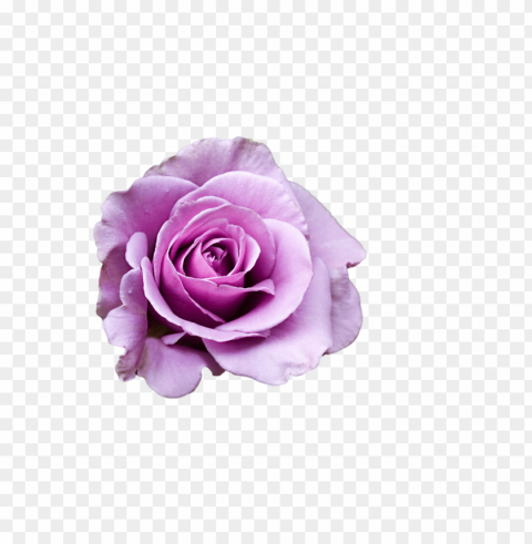 Purple Flower Transparency Transparent Graphics PNG