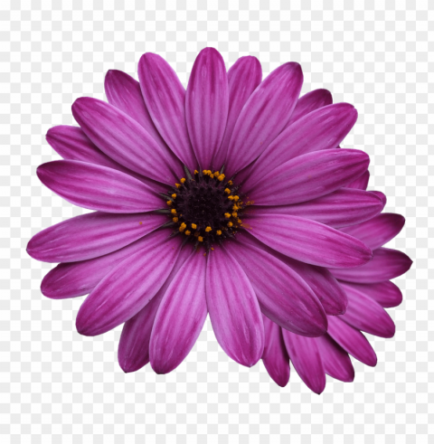 Purple Flower Transparency Transparent Image