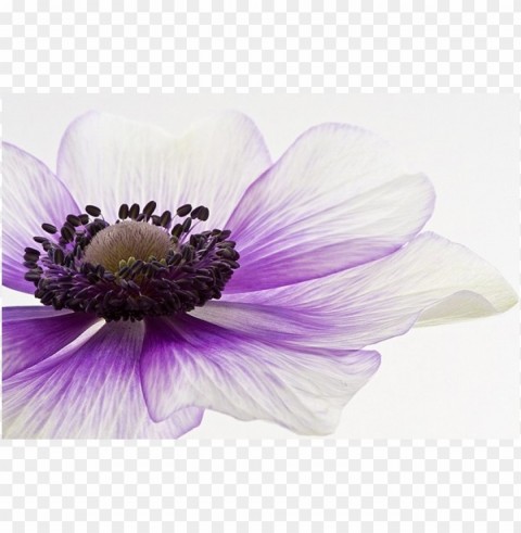 purple flower transparency Transparent pics