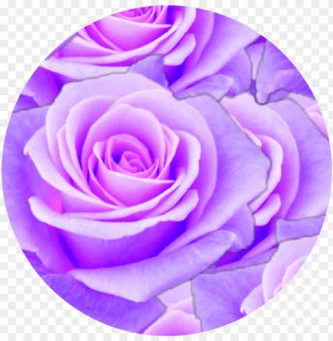 #purple #rose #circle #aesthetic - aesthetic purple rose Clear background PNG elements