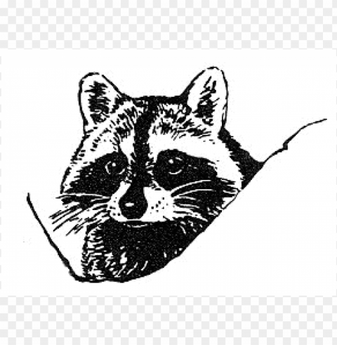raccoon face Isolated Icon in HighQuality Transparent PNG