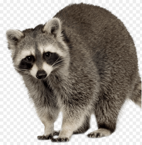 raccoon wildlife removal - dead raccoon with background Isolated Graphic on HighQuality Transparent PNG