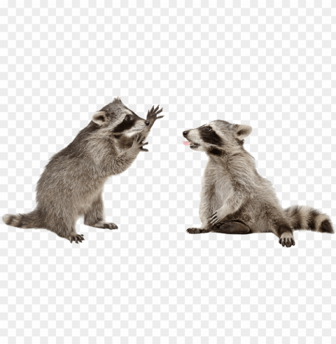 raccoons - transparent raccoon PNG files with clear background bulk download