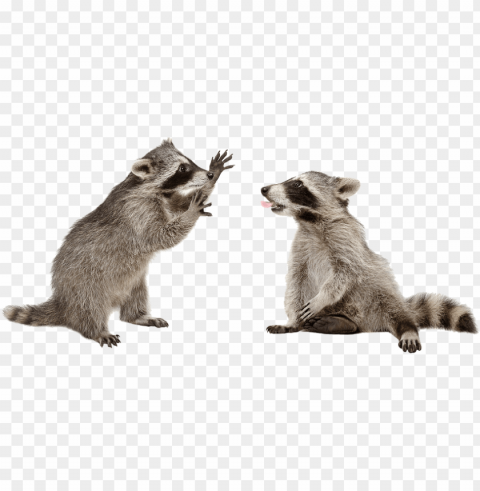 raccoons - transparent raccoon PNG files with clear background bulk download PNG transparent with Clear Background ID 84e8f197