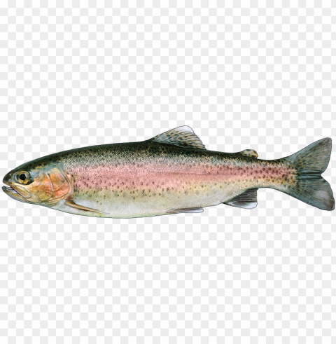 rainbow trout - rainbow trout Transparent Background Isolated PNG Character